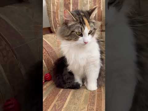 ノルウェージャンフォレストキャット 前足がソックス履いてます。　ブラウンマッカレルタビ-&ホワイト