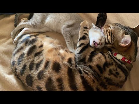 かわいい子猫に愛情が爆発したベンガル猫 [シンガプーラ]