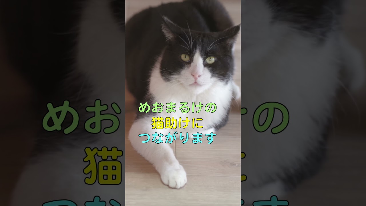 【推し猫グランプリ】エントリー中！ #shorts