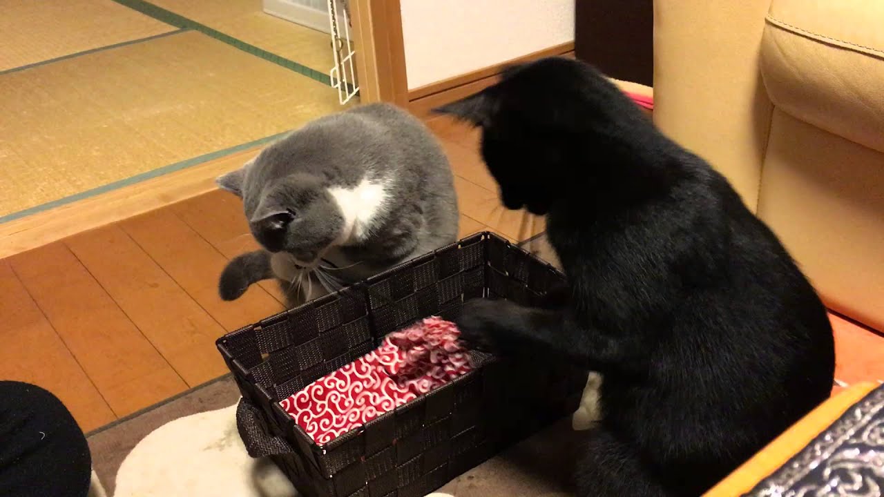 2016/02/22　セルカークレックスの梅子vol.157