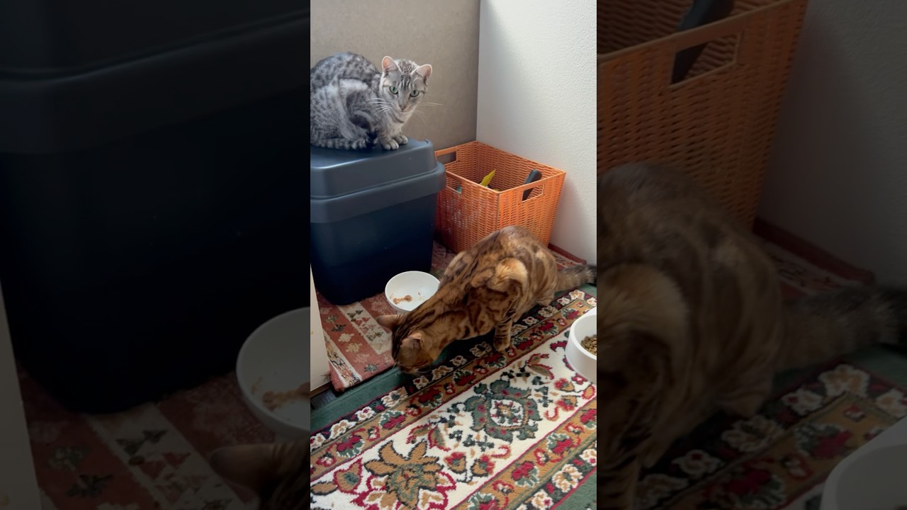 シンタローが食べるのを見守るユキオさん🤭#癒し動画 #cat #catlover #cute #bengalcat #ベンガル#ocicat #猫のいる暮らし #仲良し猫