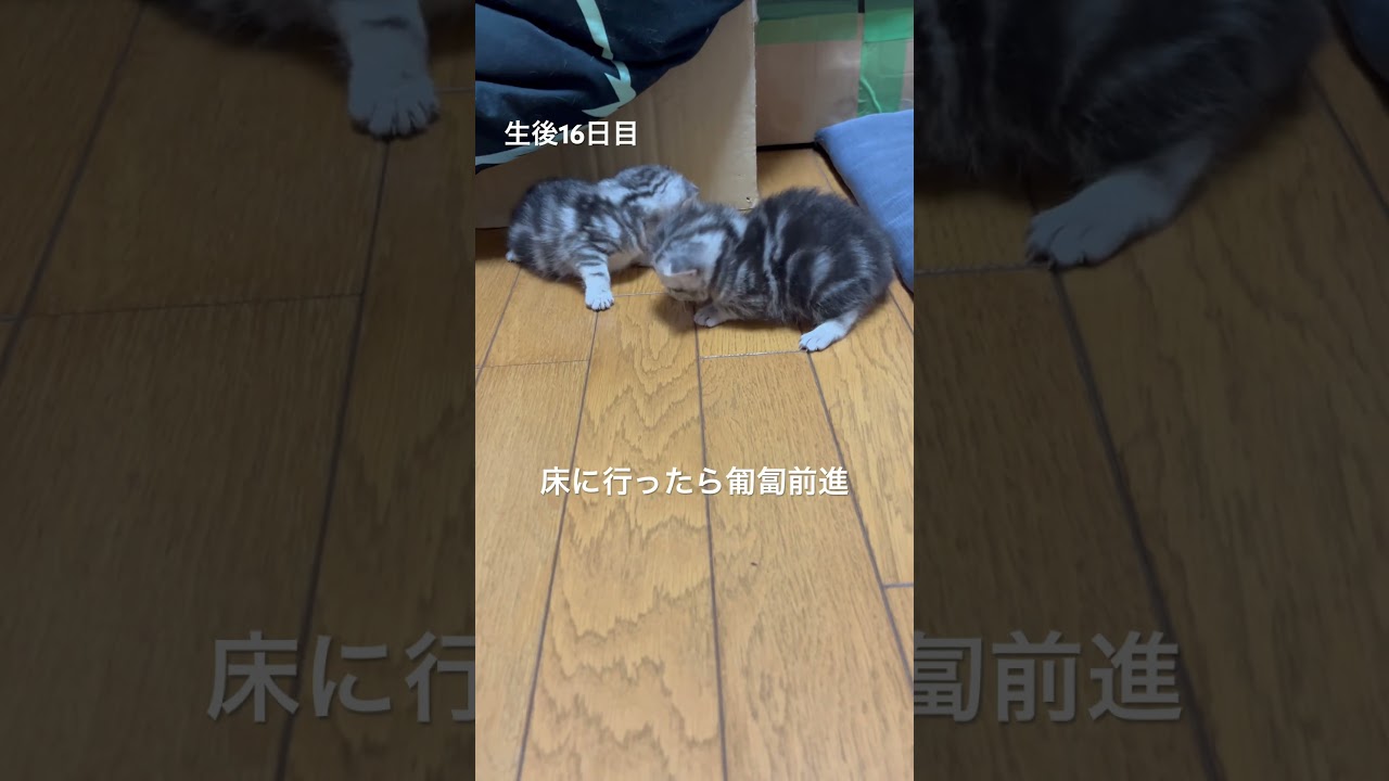 生後16日目。座布団は早く歩けるけど床は匍匐前進。#アメショ#アメリカンショートヘアー#子猫#猫の日常#cat#cats#猫のいる暮らし#猫のいる生活