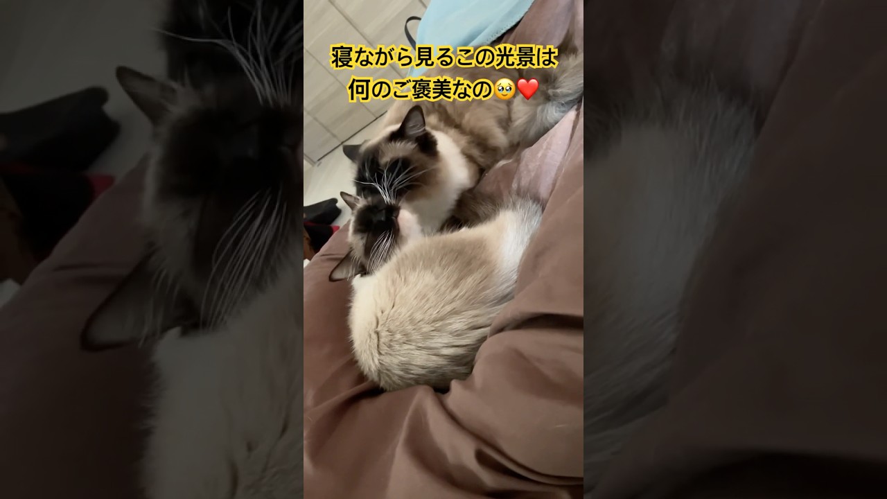 猫と暮らすとこうなります #ragdolls #cats #shorts #ラグドール #猫のいる暮らし #猫動画 #ショート