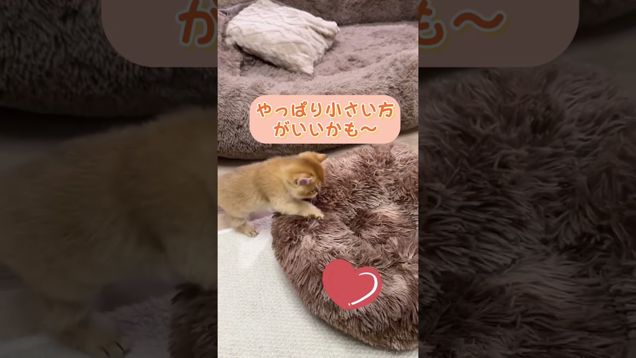 超特大猫ベッドで子猫が迷子！？大きすぎて笑えるwww #猫 #pets #funny