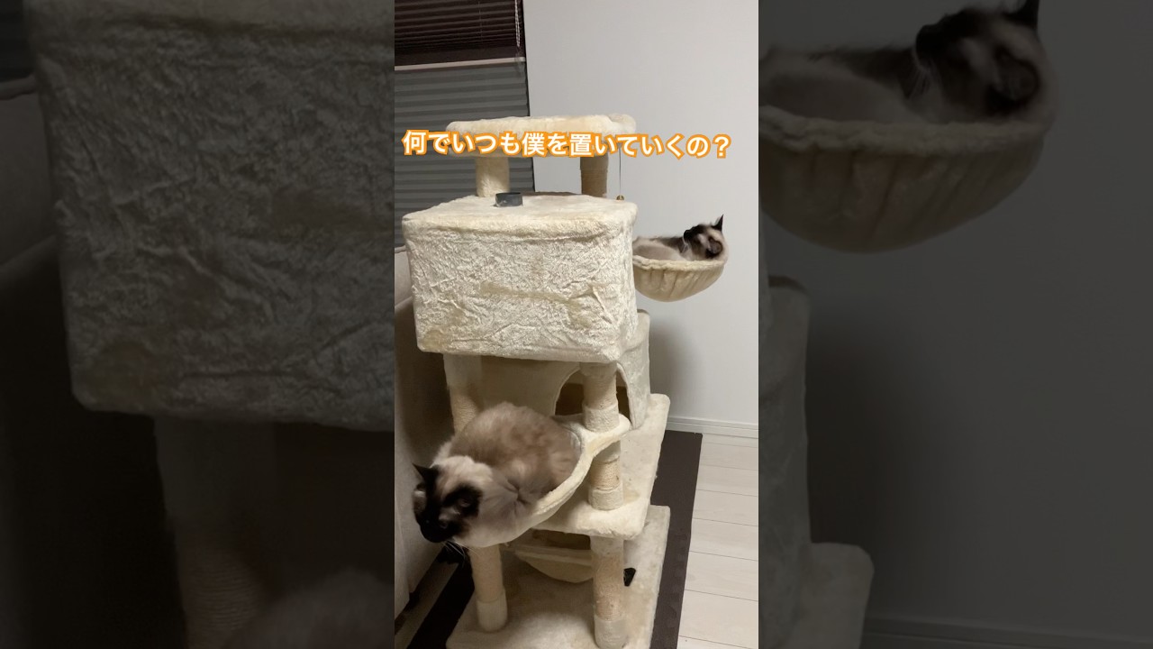 ラグドールのたぬきみたい猫達の会話 #トイプードル #可愛い #犬のいる生活 #子犬 #愛犬 #dog #犬 #ragdoll #poodle #cat