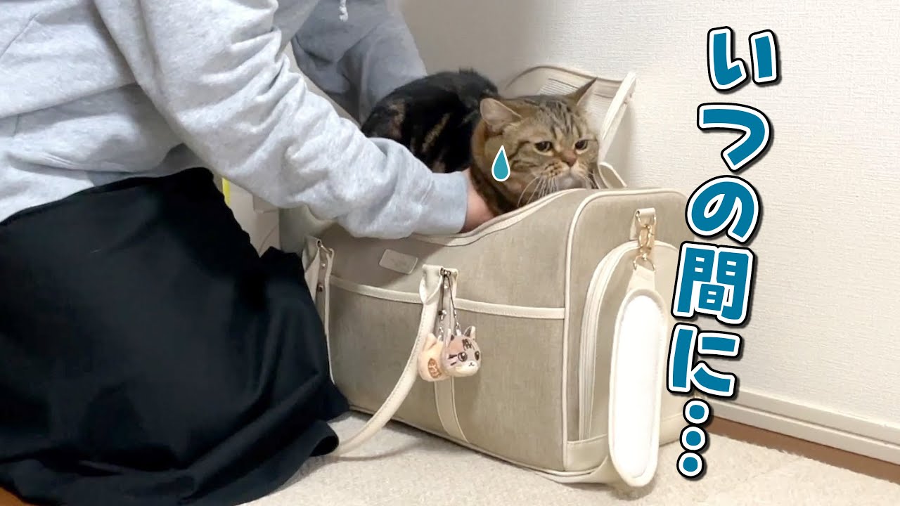 逃げ遅れて病院に連れて行かれちゃう猫が可愛すぎた…w