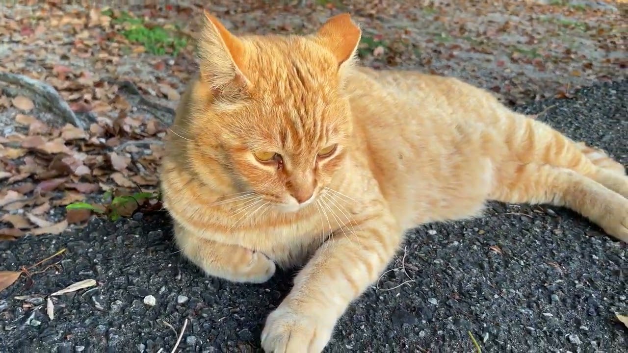 夕日に照らされる茶トラ猫とシャム猫/Tea tabby cat and Siamese cat illuminated by the setting sun