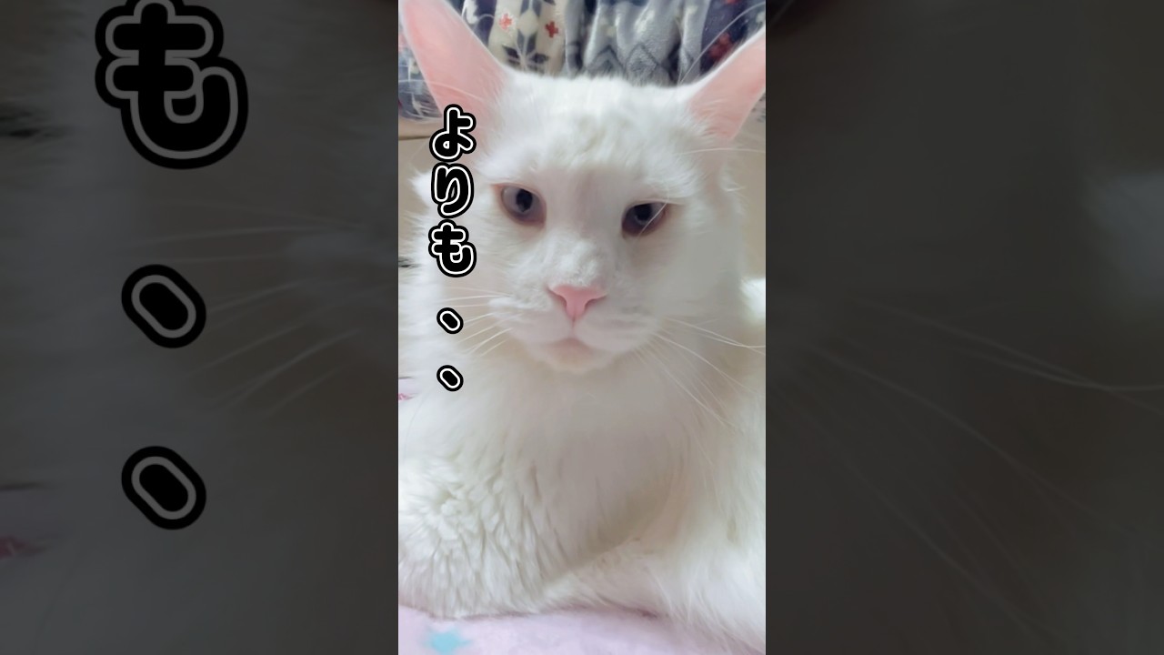 何がすき？#shorts #メインクーン #兄弟猫