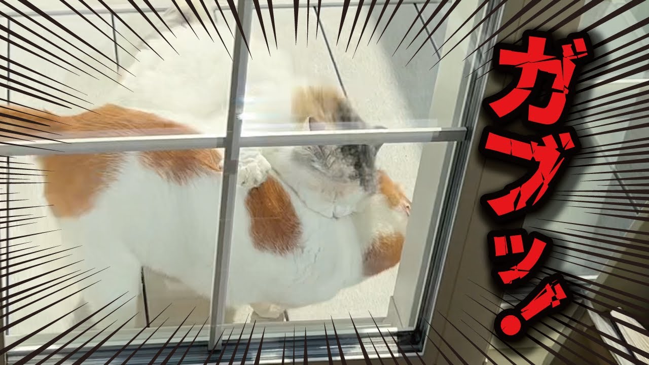 【悲報】先輩猫が後輩猫におもいっきり食われてました【関西弁でしゃべる猫】【猫アテレコ】