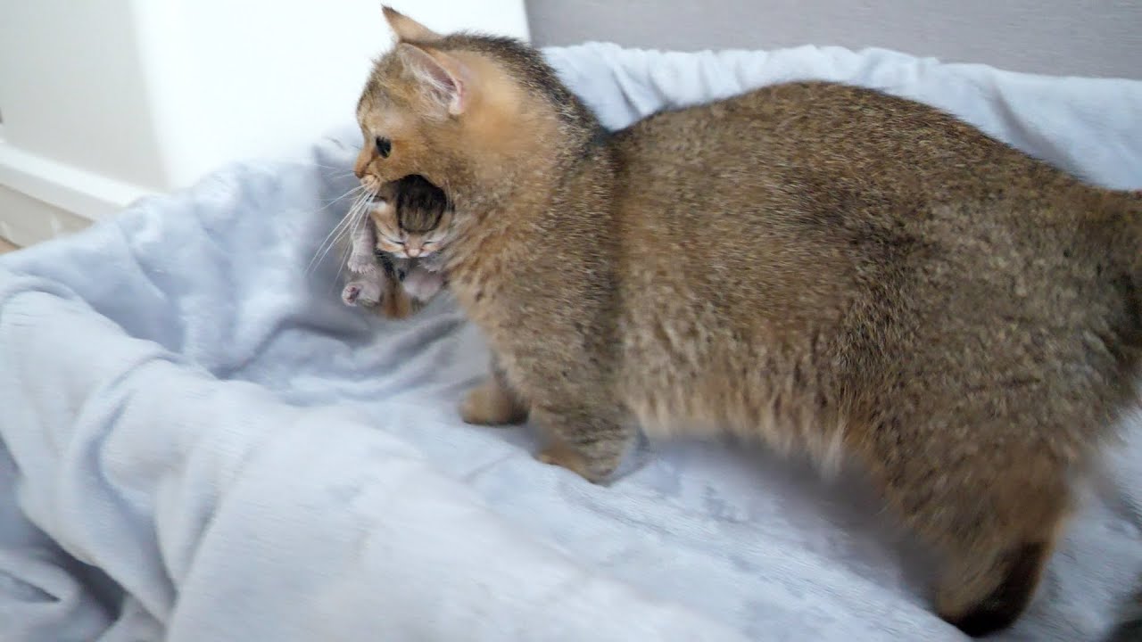 And now none of the kittens are gone...