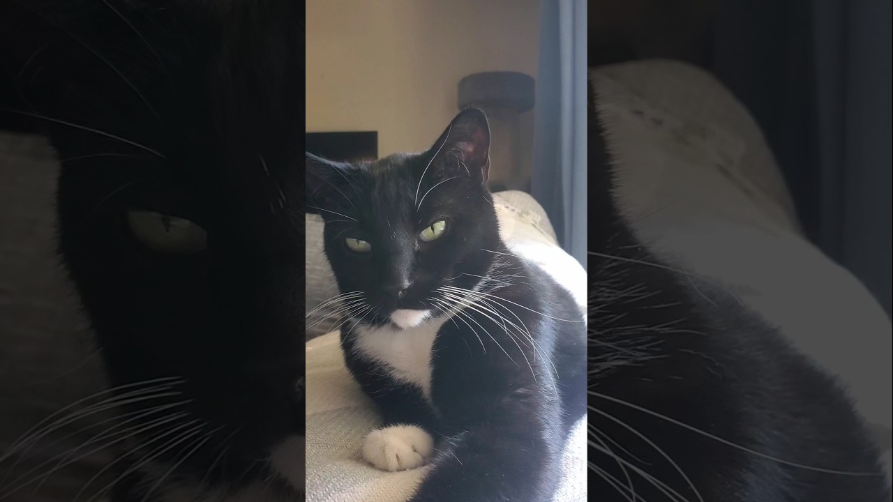 Remember me🐾 # #cat #shorts #timothyandsebastian