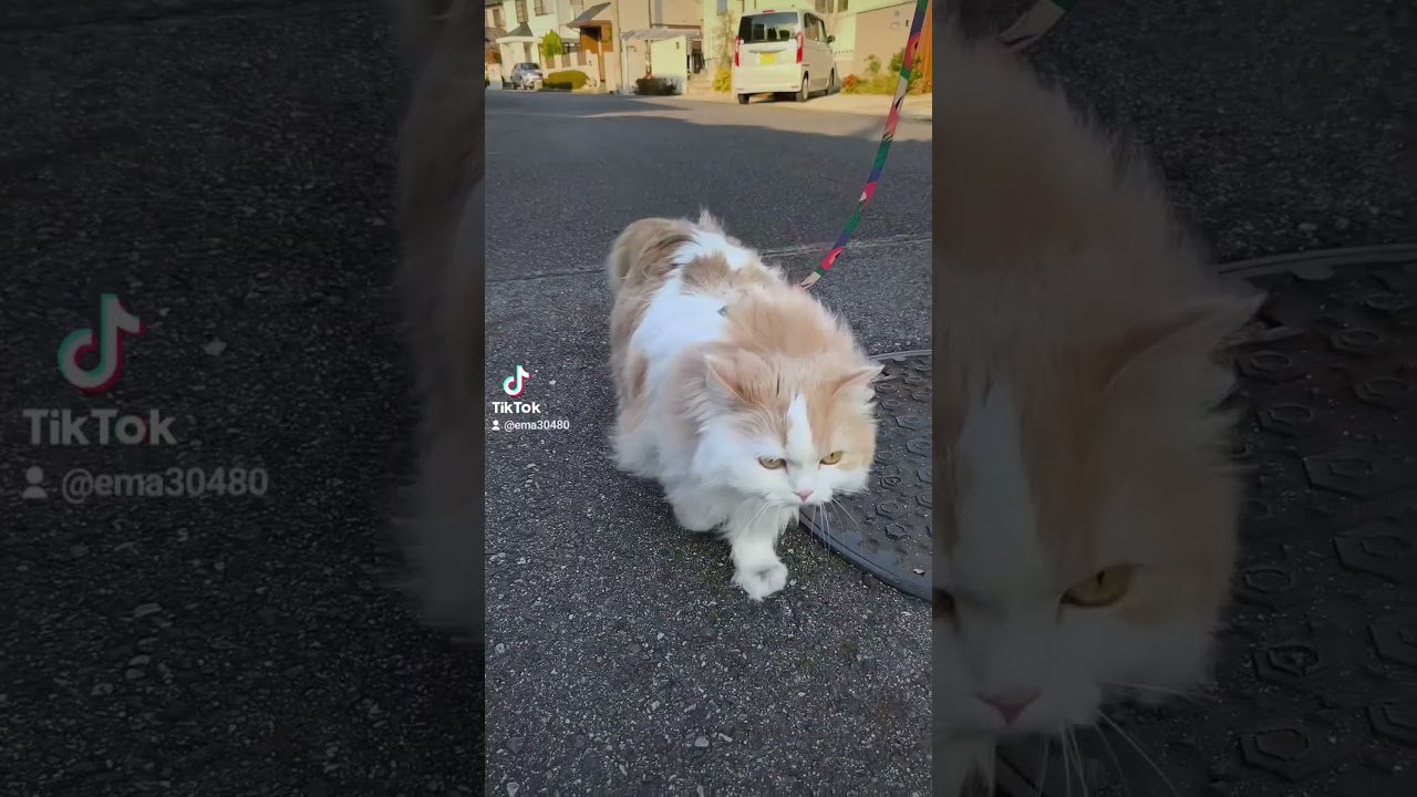 【猫のいる暮らし】#ペルシャ #cat #猫 #スコッティッシュフォールド