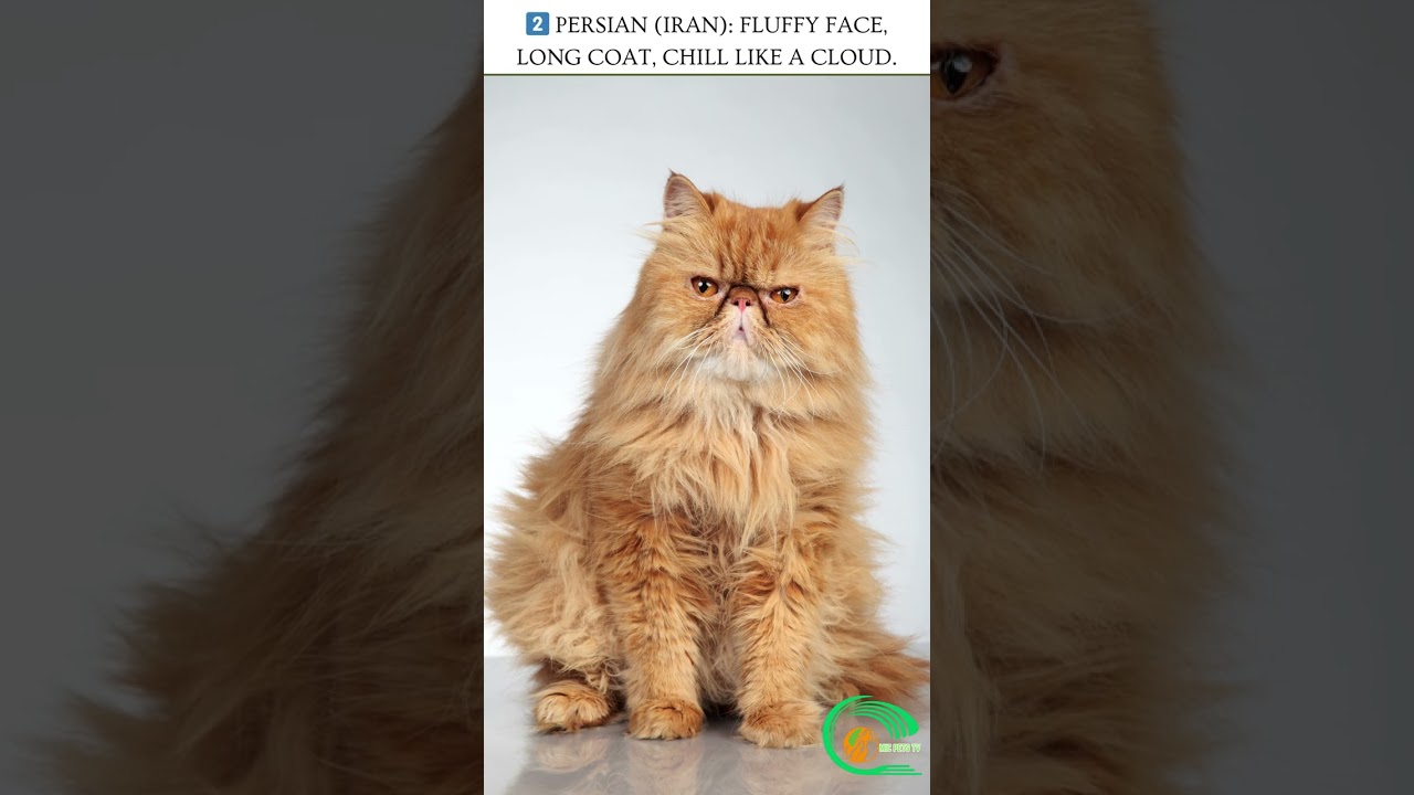 Discover the Most Playful Asian Cat Breeds – You’ll Fall in Love!