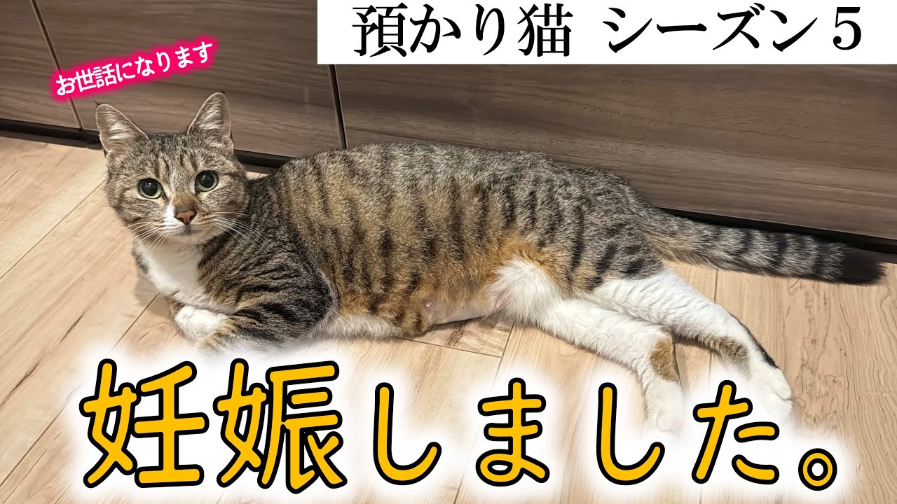 今年も子猫が産まれそうです。【預かり猫Vol.5】