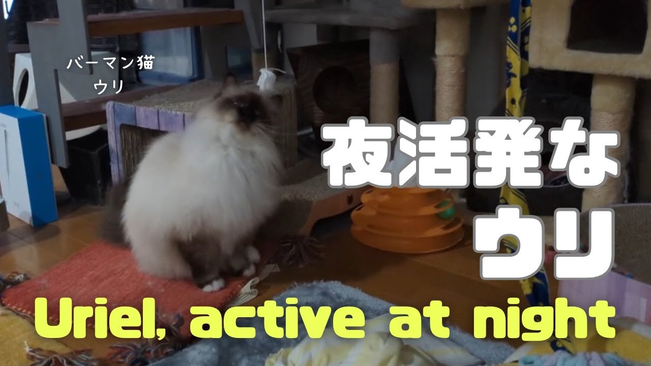 バーマン猫ウリ【夜活発なウリ】Uriel, active at night（バーマン猫）Birman/Cat