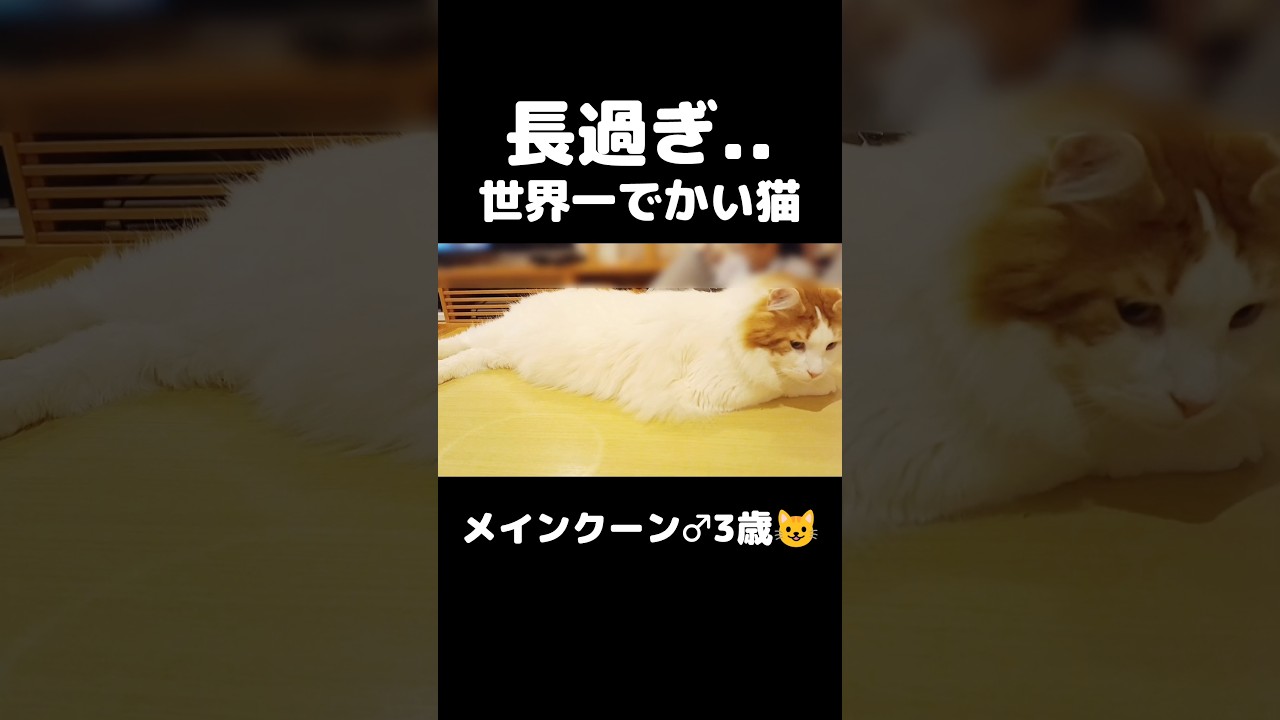 長すぎる猫 #猫のいる暮らし #猫 #メインクーン