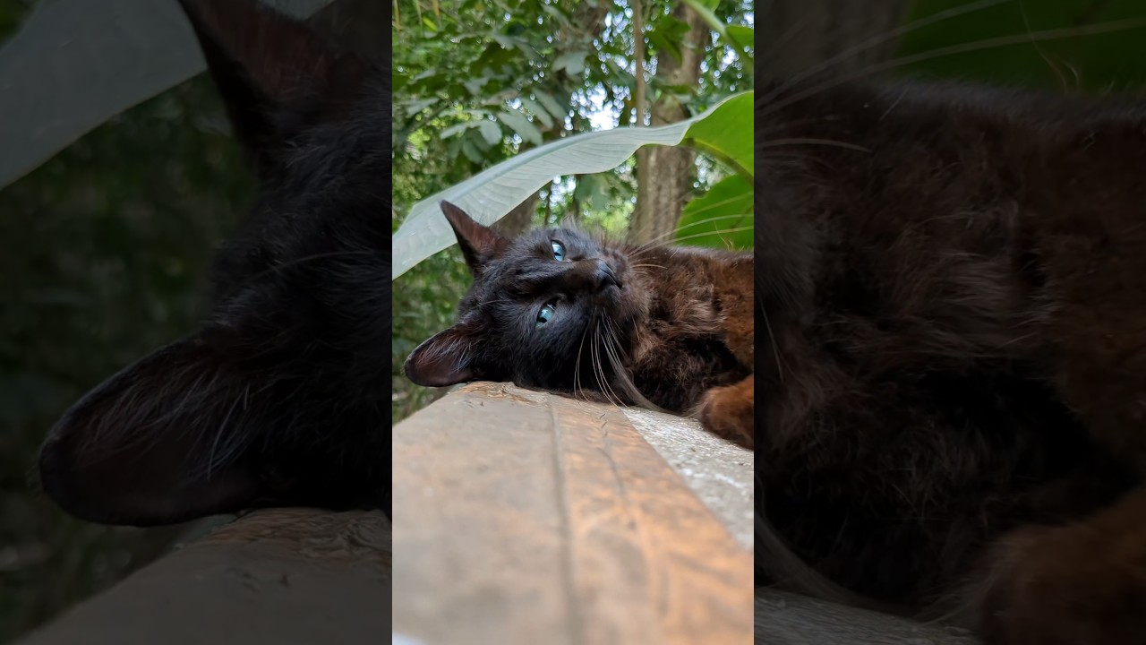 cool 😎#shortsfeed #shortsviral #cat #catlover #cute #kitten #youtubeshort #cutecat #blackcat #shorts