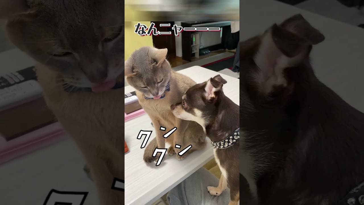 猫の匂いが好きな犬 #shorts #チワワ #アビシニアン