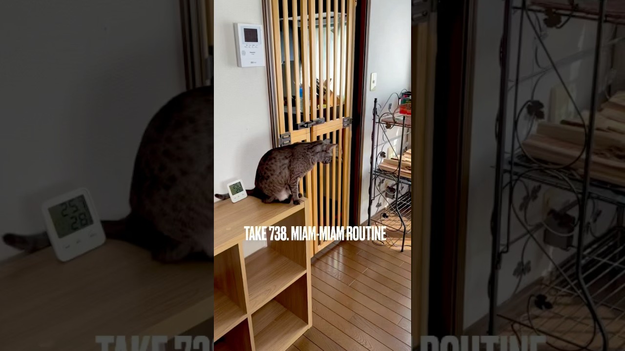 #うまうまタイム #ルーティン にゃ❗️待ちきれず #ぐるぐる歩き回る のにゃ‼️#ごはんタイム #猫のいる暮らし #猫の日常 #egyptianmaucat #エジプシャンマウ #shorts