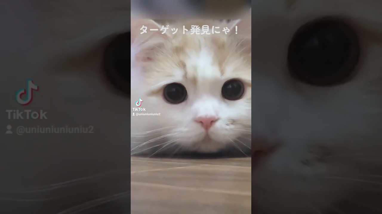 ターゲット発見！！ #猫のいる暮らし #ラガマフィン #cat  #思い出