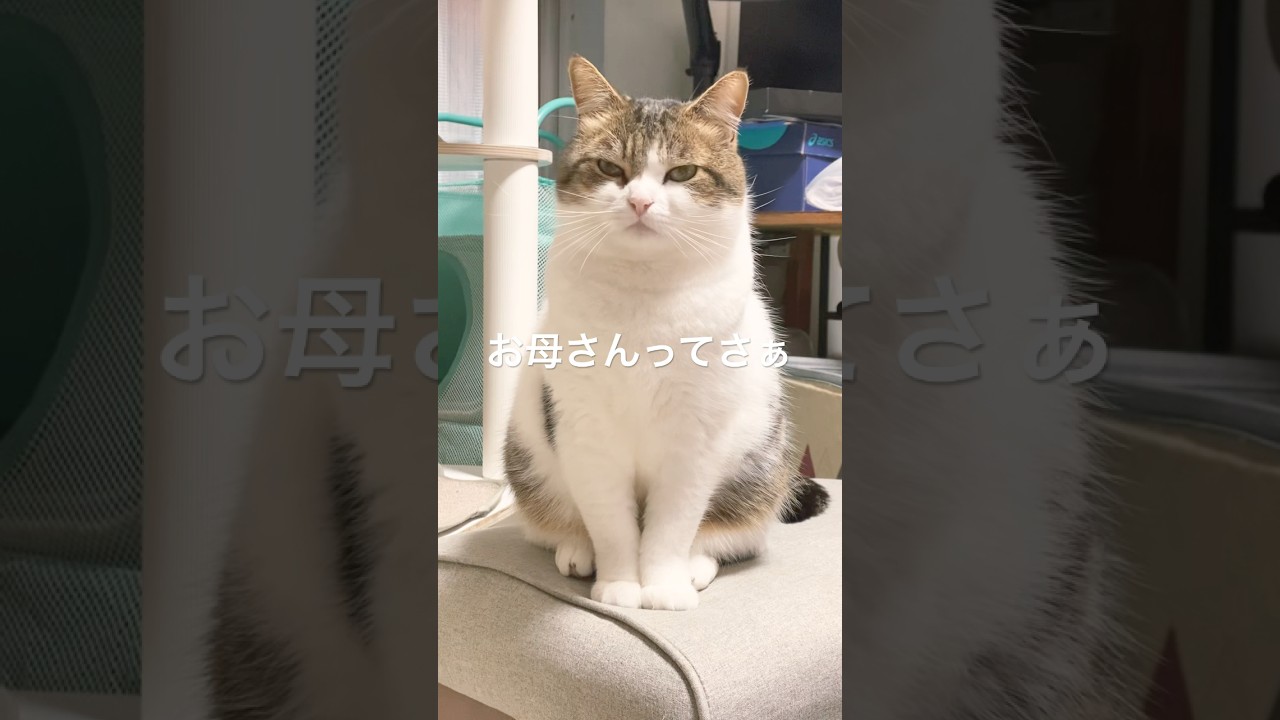 お母さん…いつもありがとにゃん😹💐 #あるある #ねこ動画 #cat #猫のいる暮らし #猫好きさんと繋がりたい #猫のいる生活 #munchkin #保護猫 #マンチカン #ねこ