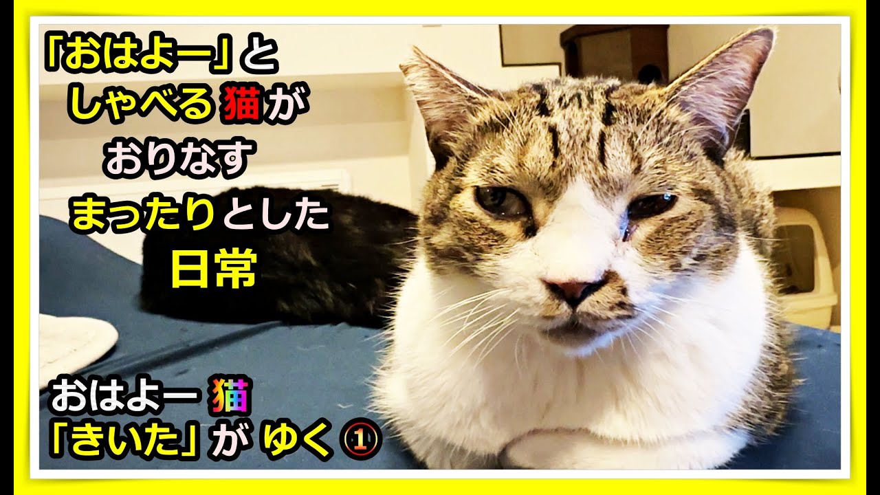 「おはよー」としゃべる猫【きいた】くんの、まったりとした日常を中心に唯一無二の存在感をご覧ください。一緒に生活する私たちでもビックリ😲な行動をとる事も多々あります。　#cat