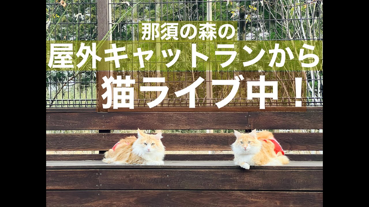 ウッドデッキから猫ライブ中！