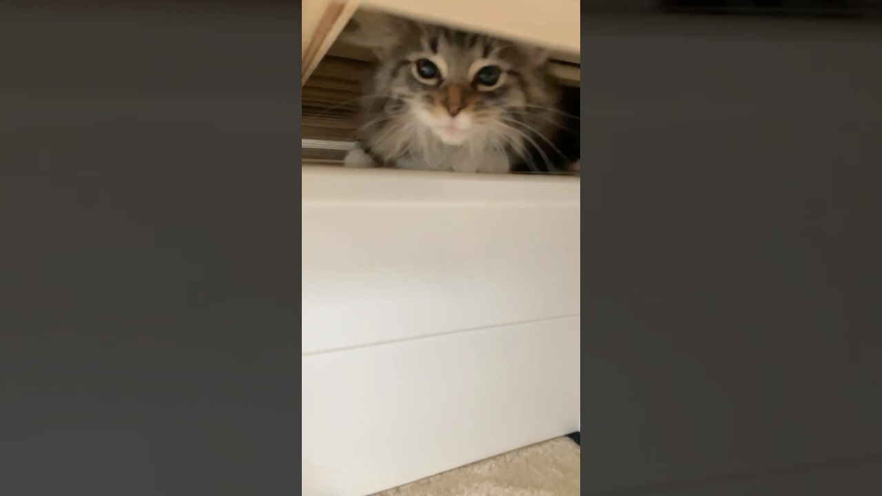 スキマがあると入るジャン君　ノルウェージャンフォレスト