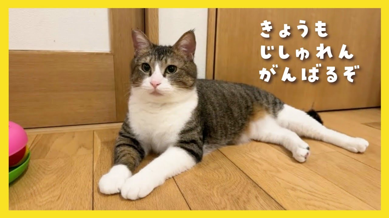 🔴【にこりら】チームあぶデカにピンパナ合流！ライブ 卒園発表も♪