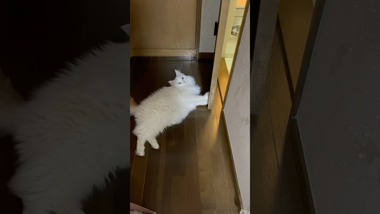 人間を閉じ込める大白猫 #shorts #cat #猫のいる暮らし #ラガマフィン