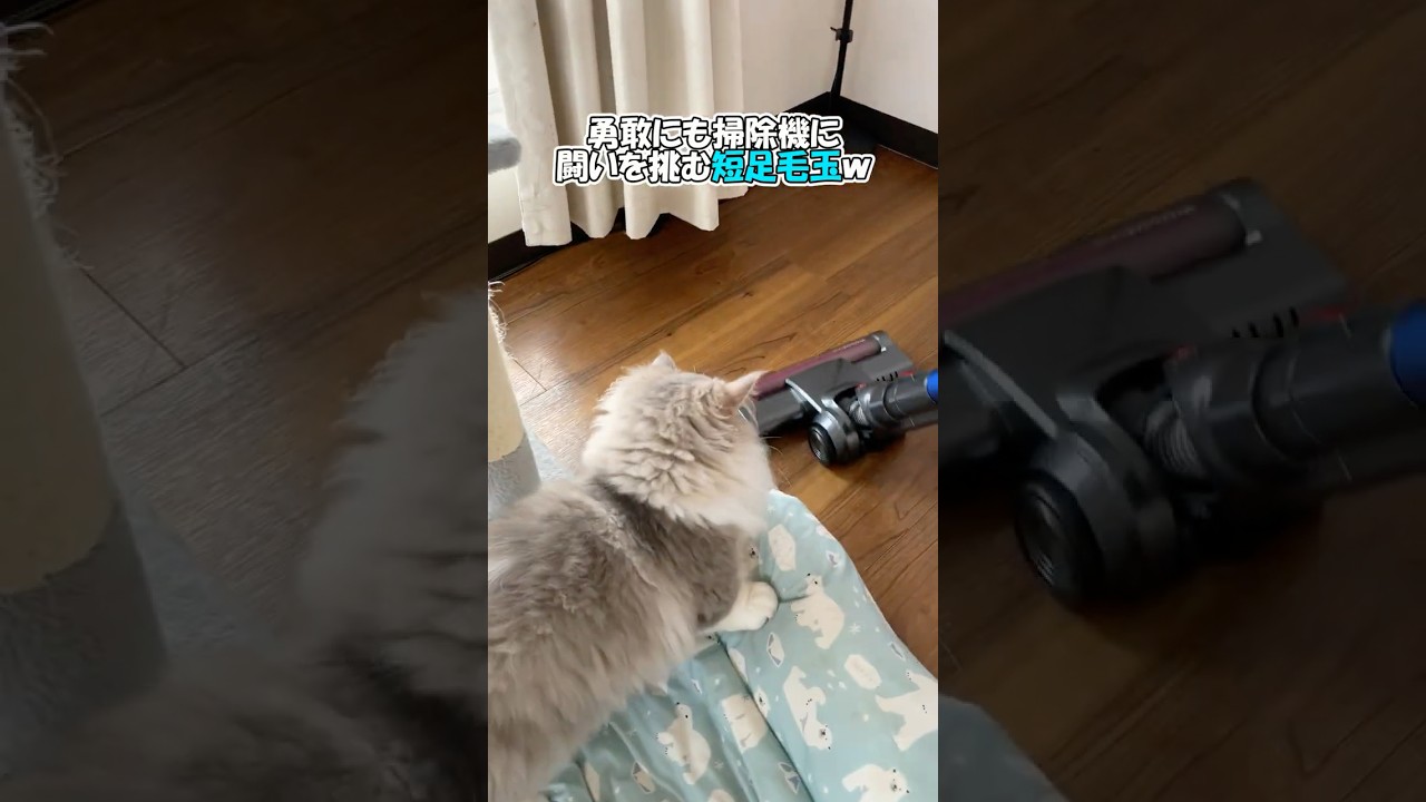 恐いもの知らずな短足こねこ #ミヌエット #ねこ #cat