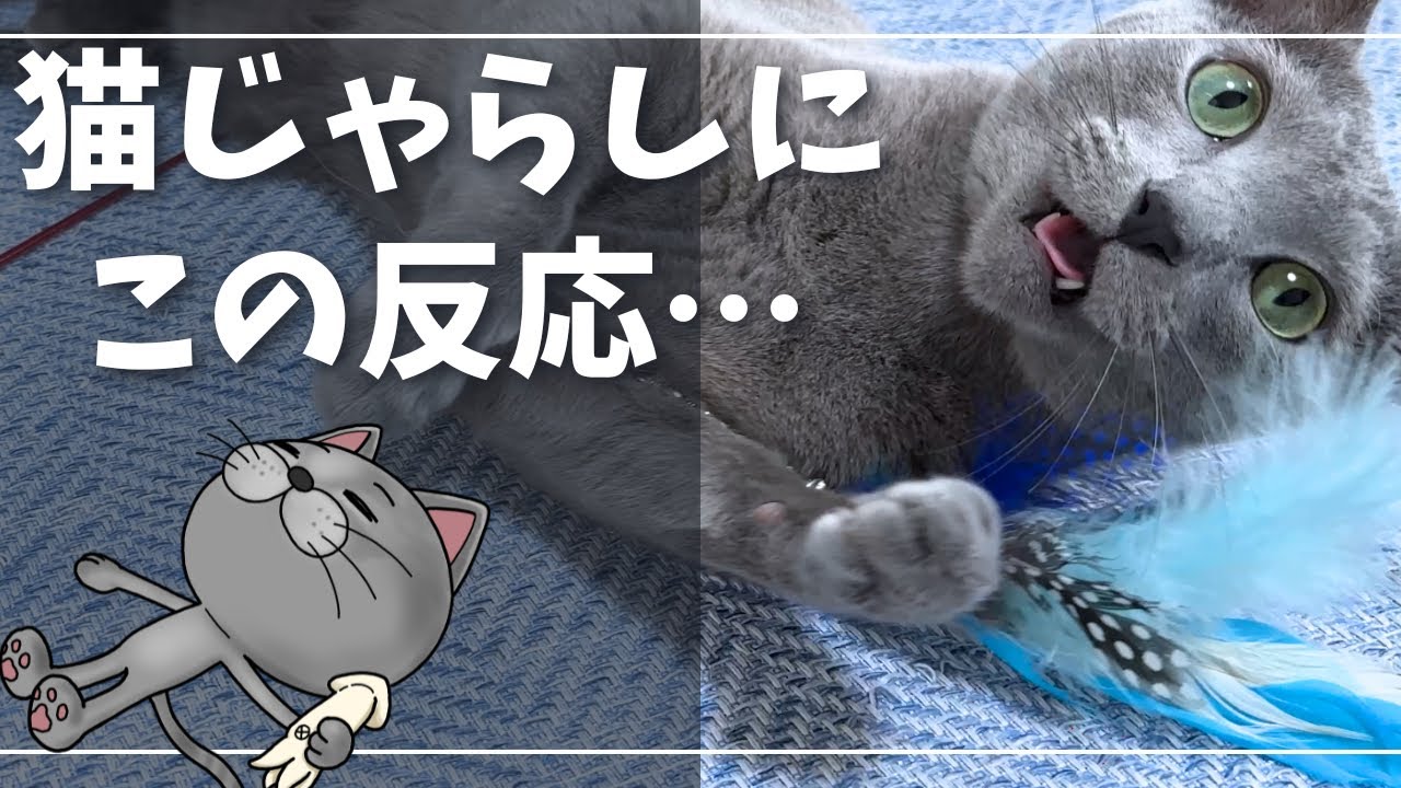体が大きくなっただけで中身は子猫ですw【ロシアンブルー】猫