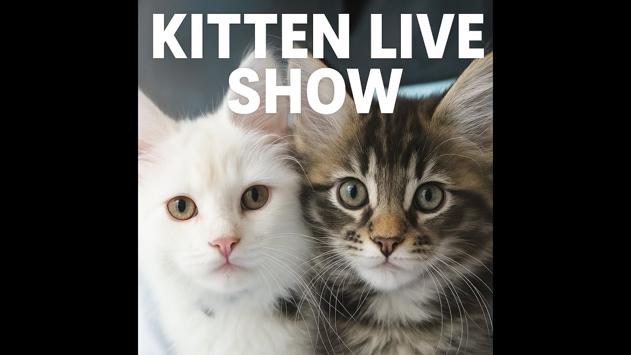 LIVE NOW: Maine Coon Kittens' - Meet our growing Empire!