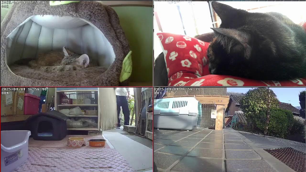 猫ライブ　野良猫は倉庫に住み着くのか？　保護猫と野良猫　 cat live