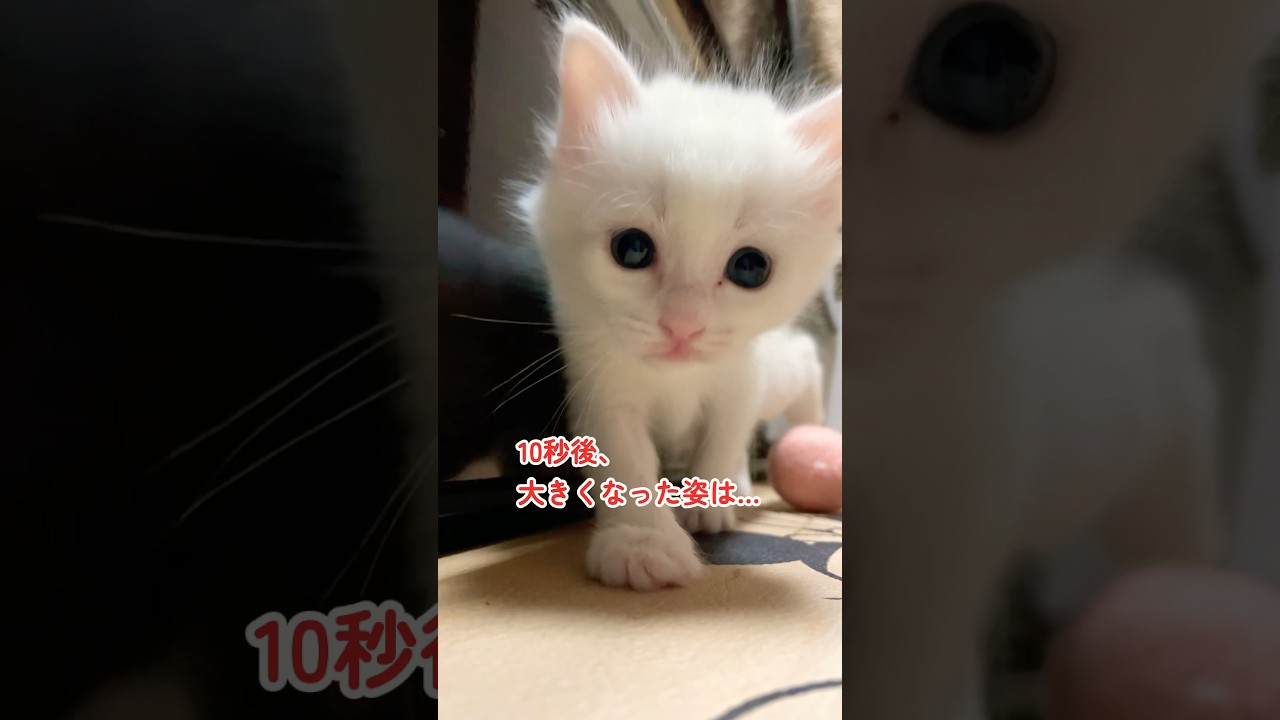 リノの思い出映像2022年10月『離乳期』🐱❤️ #kitten #shorts #youtubeshorts #shortvideo #cats #cat #cute #catlover #子猫