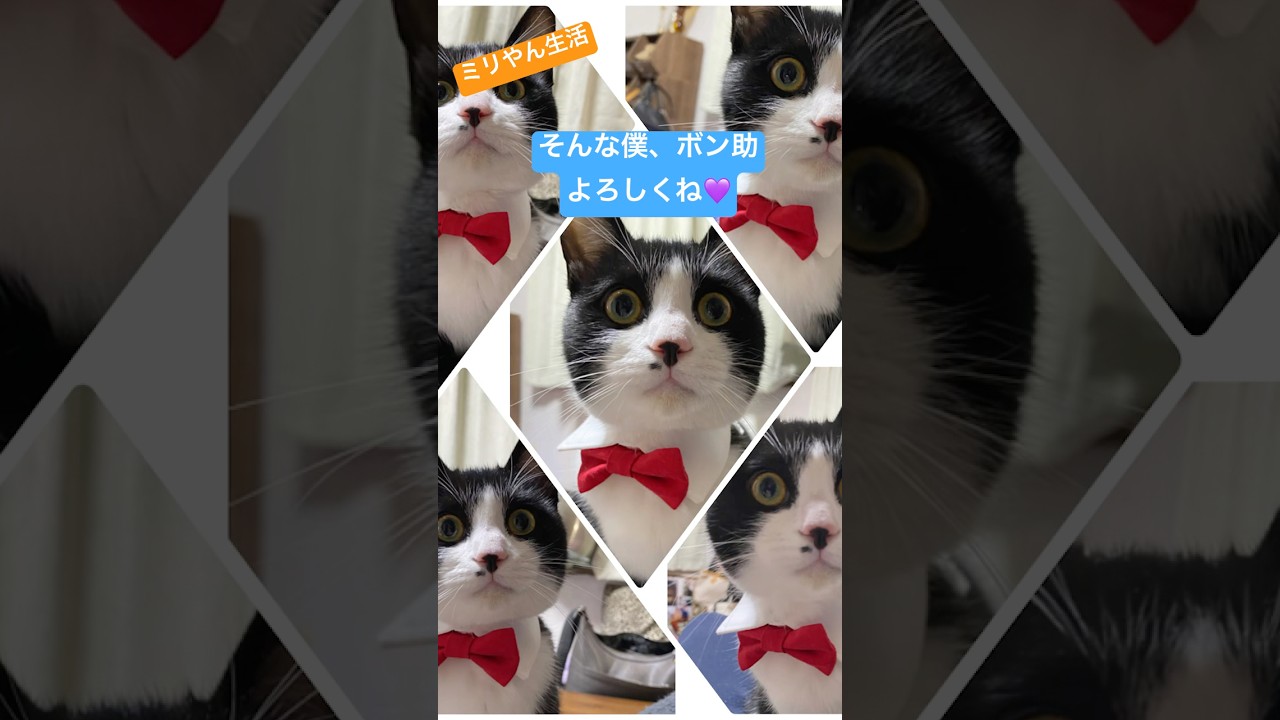 ボン助、寝てばかりいるわけではにゃい〜💙元気な男の子🩵 #cat #猫 #保護猫 #猫のいる暮らし