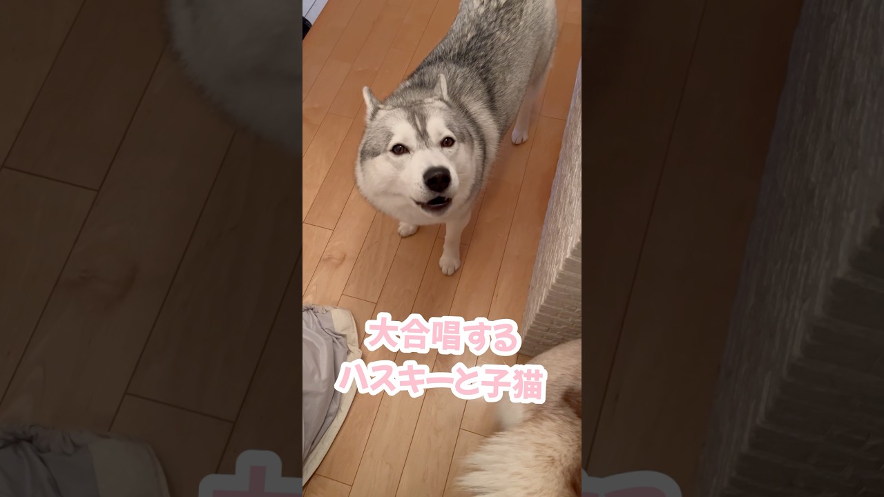 大合唱するハスキーと子猫 #シベリアンハスキー #ハスキー #子猫