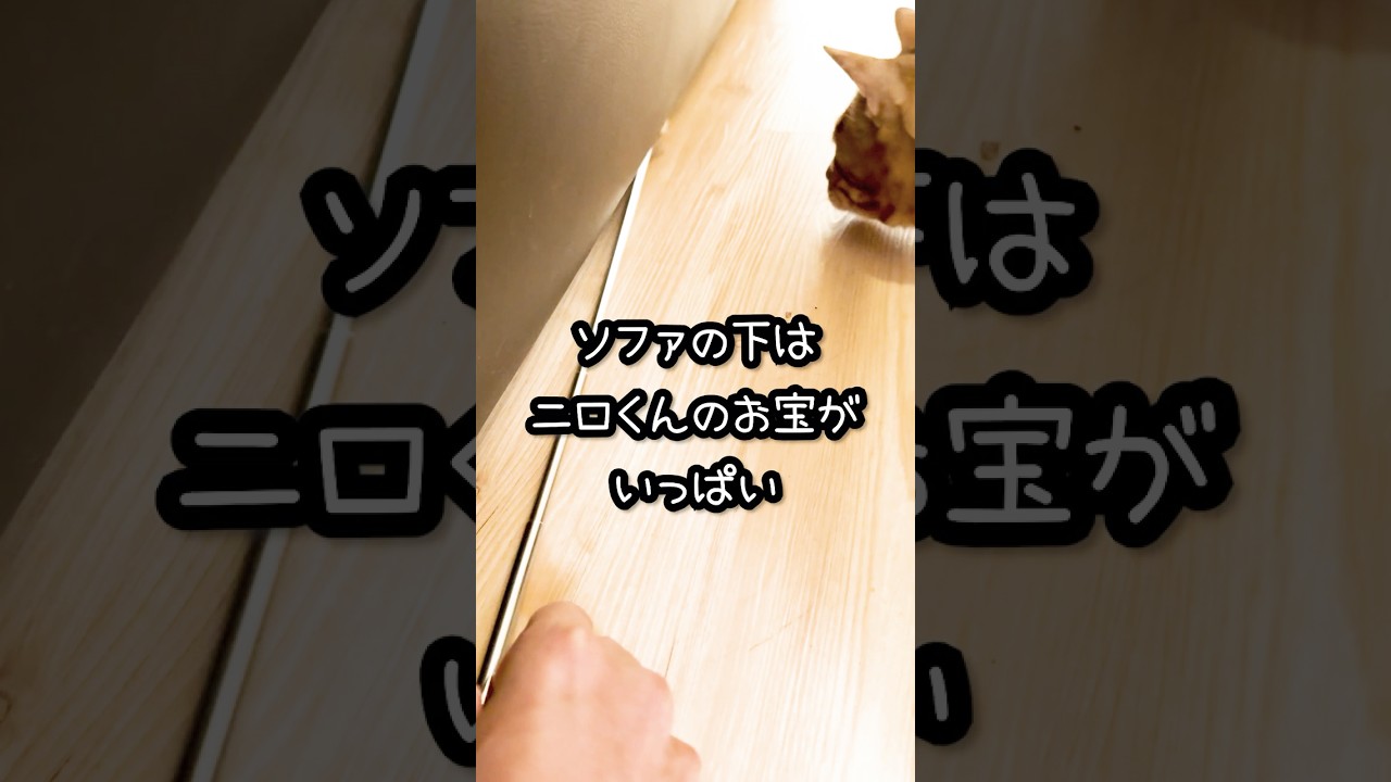 ソファの下はニロくんのお宝がいっぱい【 猫あるある 】