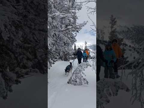 Lake Tahoe snowshoe!#mountainlife #family #snowshoe