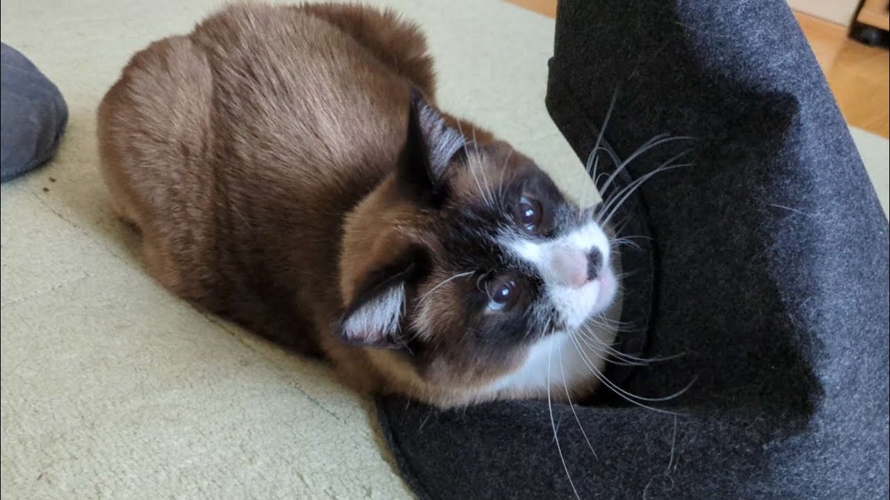 ぽっちゃりボディの猫ペットハウスに飛び込む！