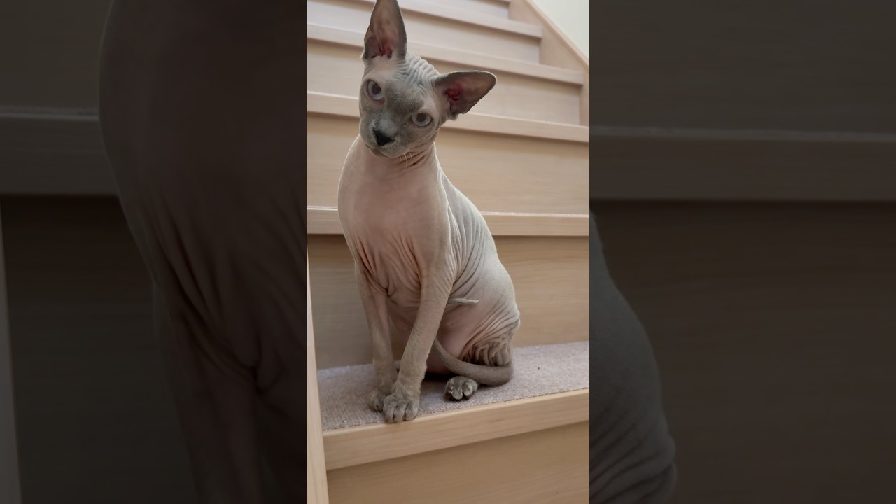 呼んだら来る毛のない猫がたまらん【スフィンクス】