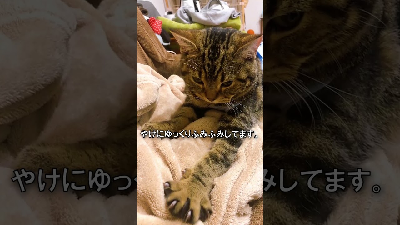 やけにスローな子猫のふみふみ【アメショのほっけ】 #猫