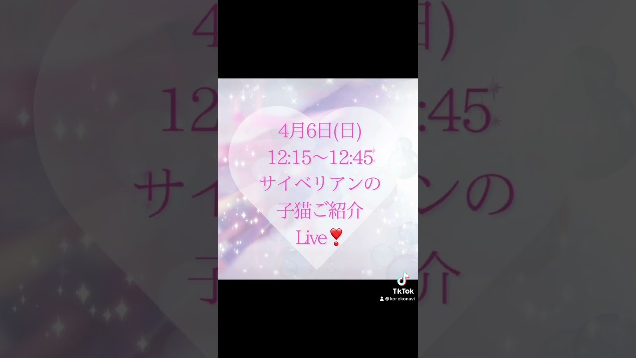 46 (日) 12:15〜#サイベリアン の#子猫 ご紹介ライブ😻ご家族様募集中の#猫で抱っこができる子猫は吉祥寺のロイヤルキャッツ😻運命の子に出会えるかもしれません#ペットショップ