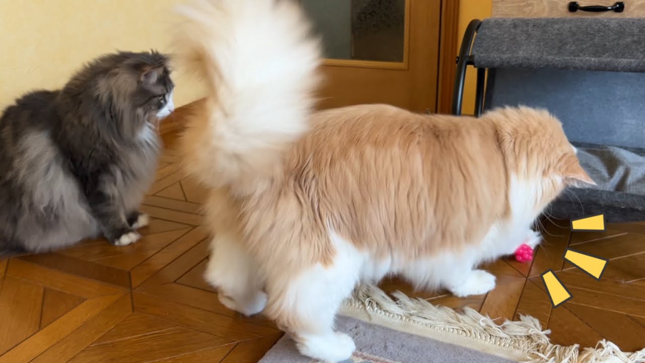 【楽しい💕】不規則にバウンドするボールで、弟よりテンションが上がっちゃったお兄ちゃんノルウェージャンフォレストキャットwww