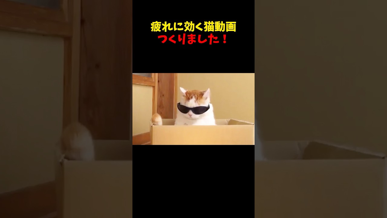 疲れに効く〜😌 #cat #cats #ねこ #猫