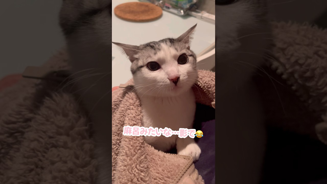 平安貴族みたいな子猫#子猫 #保護猫 #捨て猫
