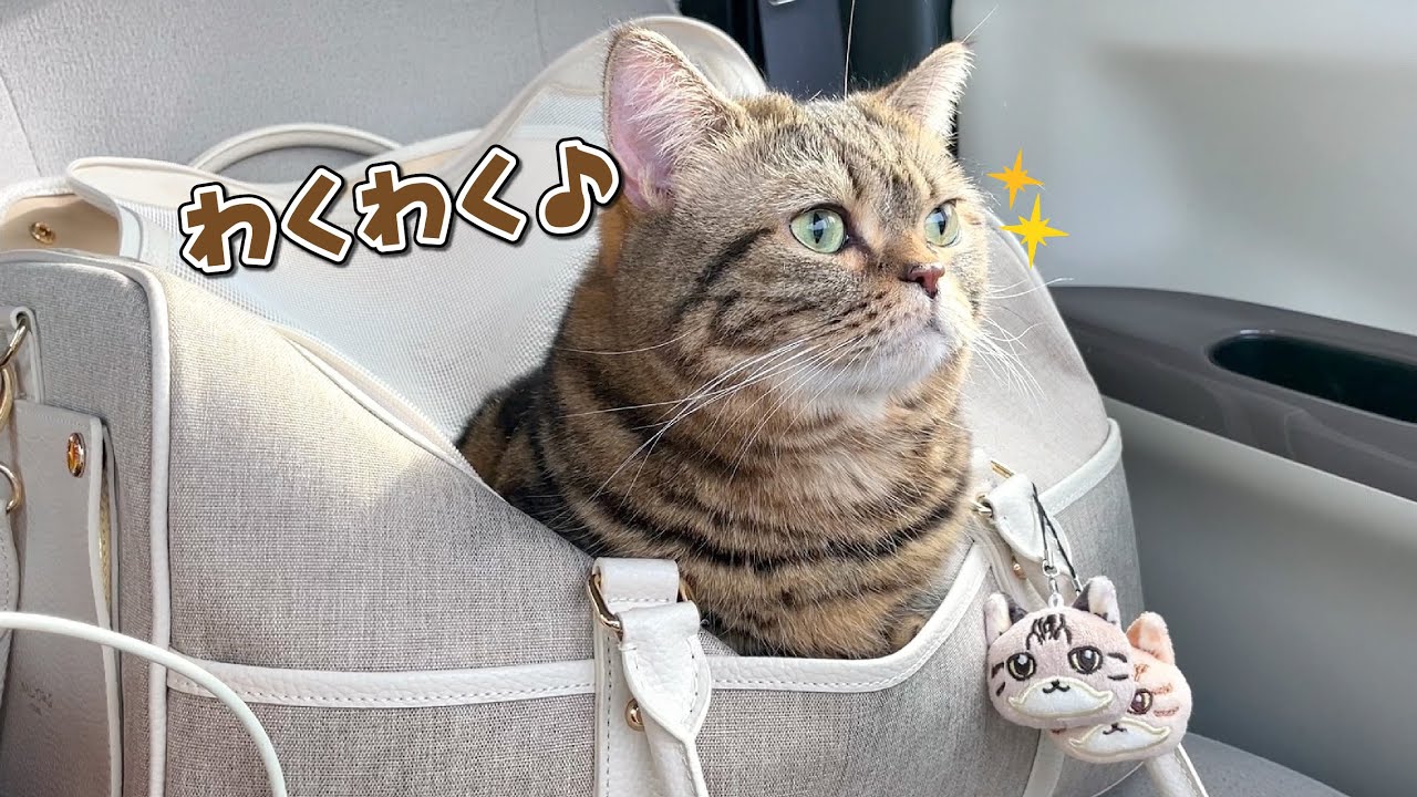 ビビリな猫が久しぶりの外に目をキラキラさせる姿が可愛すぎた！