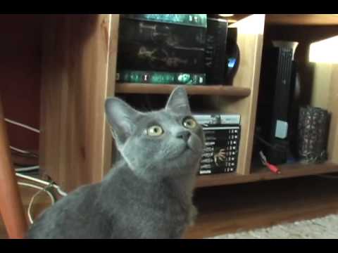 Ender 8, Korat Cat
