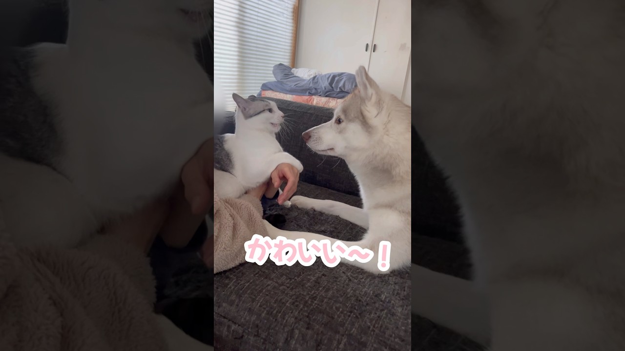 子猫とどっちが遊ぶか揉めてる間に逃げられたハスキー姉妹#シベリアンハスキー #ハスキー #子猫