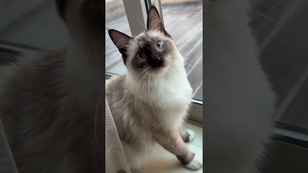 またもや不思議ななきごえを出すAzul #cat #ねこ #ラグドール #ねこのいる生活